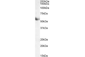 ABIN870663 (0. (CYP1A1 antibody  (Internal Region))