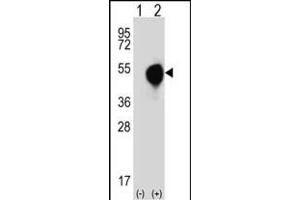 Western blot analysis of DOM3Z (arrow) using rabbit polyclonal DOM3Z Antibody (N-term Y88) (ABIN390574 and ABIN2840900). (DOM3Z antibody  (N-Term))