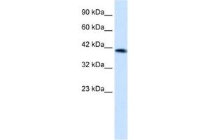 Western Blotting (WB) image for anti-Zinc Finger Protein 670 (ZNF670) antibody (ABIN2461288) (ZNF670 antibody)