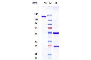Anti-PDCD1 / PD-1 / CD279 Reference Antibody (sintilimab) on SDS-PAGE under reducing (R) condition. (Recombinant PDCD1 (Sintilimab Biosimilar) antibody)