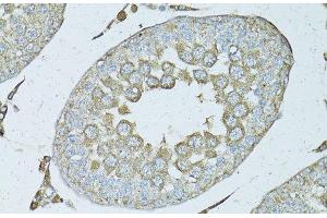 Immunohistochemistry of paraffin-embedded Rat testis using PSMF1 Polyclonal Antibody at dilution of 1:50 (40x lens). (PSMF1 antibody)