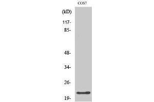 Western Blotting (WB) image for anti-Glucagon (GCG) (Internal Region) antibody (ABIN3184761) (Glucagon antibody  (Internal Region))
