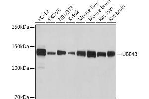 Western blot analysis of extracts of various cell lines, using UBE4B antibody (ABIN7271132) at 1:1000 dilution. (UBE4B antibody)