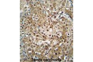 Immunohistochemistry (IHC) image for anti-CF153 antibody (ABIN2995840) (CF153 antibody)