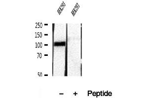Western blot analysis of extracts of HEK293 cells, using RBM15 antibody. (RBM15 antibody  (N-Term))