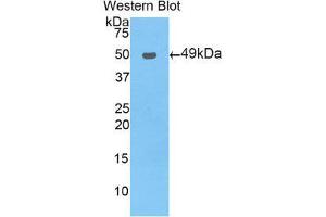 Western Blotting (WB) image for anti-Nuclear Receptor Subfamily 1, Group I, Member 2 (NR1I2) (AA 246-431) antibody (ABIN1860381)