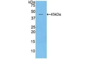 Detection of Recombinant MUC1, Mouse using Polyclonal Antibody to Mucin 1 (MUC1) (MUC1 antibody  (AA 410-525))