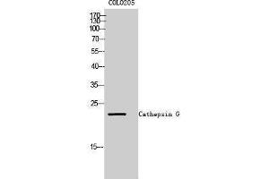 Western Blotting (WB) image for anti-Cathepsin G (CTSG) (Internal Region) antibody (ABIN3183694) (Cathepsin G antibody  (Internal Region))