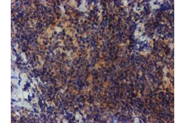 ZNF365 antibody  (AA 108-407)