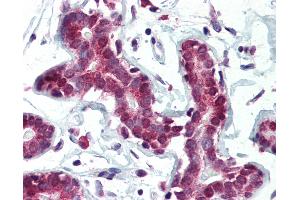 Anti-SETD7 / SET7 antibody IHC of human breast.