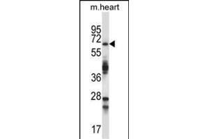 TRIM45 Antibody (C-term) (ABIN657568 and ABIN2846575) western blot analysis in mouse heart tissue lysates (35 μg/lane). (TRIM45 antibody  (C-Term))
