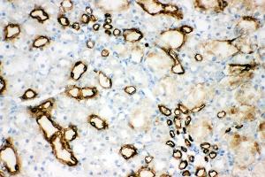 Anti-Aquaporin 1 antibody, IHC(F) IHC(F): Rat Kidney Tissue