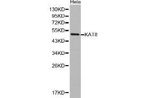 Western Blotting (WB) image for anti-K(lysine) Acetyltransferase 8 (KAT8) (AA 1-200) antibody (ABIN1513118) (MYST1 antibody  (AA 1-200))
