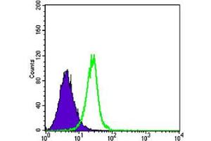 Flow cytometric analysis of K-562 cells using SMAD4 monoclonal antobody, clone 4G1C6  (green) and negative control (purple). (SMAD4 antibody)