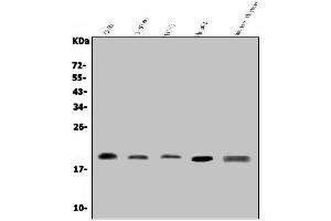 Western blot analysis of GRX2/GLRX2 using anti-GRX2/GLRX2 antibody (ABIN7599022).