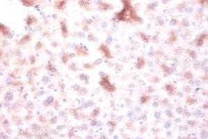 Immunohistochemistry of paraffin-embedded mouse liver tissue using ABIN7150677 at dilution of 1:100 (DTWD1 antibody  (AA 1-109))