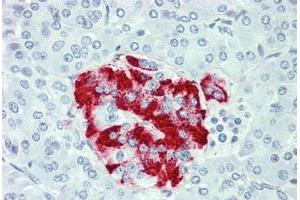 Anti-SLC7A2 antibody  ABIN960814 IHC staining of human pancreas. (SLC7A2 antibody  (C-Term))