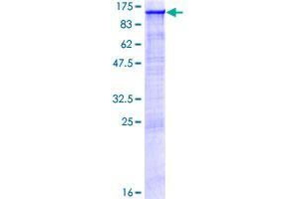 LSD1 Protein (AA 1-876) (GST tag)