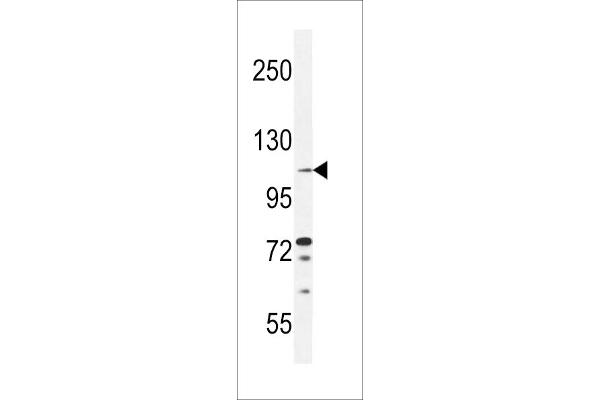 Tolloid-Like 2 antibody  (AA 298-328)