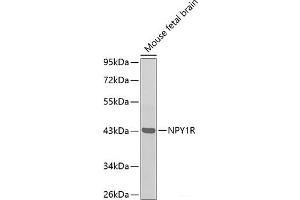 Western blot analysis of extracts of Mouse fetal brain using NPY1R Polyclonal Antibody. (NPY1R antibody)