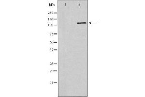 Western blot analysis of extracts of Jurkat, using SELPLG antibody. (SELPLG antibody  (N-Term))