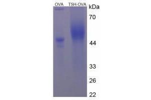 Image no. 2 for Thyroid Stimulating Hormone (TSH) peptide (Ovalbumin) (ABIN5666384) (Thyroid Stimulating Hormone (TSH) peptide (Ovalbumin))