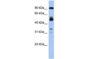 CCDC144B antibody used at 1 ug/ml to detect target protein.