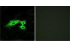 Immunofluorescence (IF) image for anti-MAS1 Oncogene Like Protein (MAS1L) (AA 31-80) antibody (ABIN2890890) (MAS1L antibody  (AA 31-80))