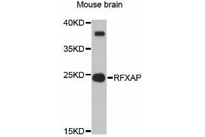 Western blot analysis of extracts of mouse brain, using RFXAP antibody (ABIN6292257) at 1:3000 dilution.