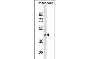 Western blot analysis in mouse bladder tissue lysates (35ug/lane). (RAB40C antibody  (AA 122-148))