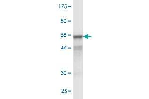Western Blotting (WB) image for anti-Tumor Necrosis Factor (Ligand) Superfamily, Member 13b (TNFSF13B) (AA 1-285) antibody (ABIN524128)