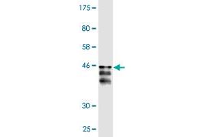 Western Blot detection against Immunogen (36. (PER2 antibody  (AA 1-100))