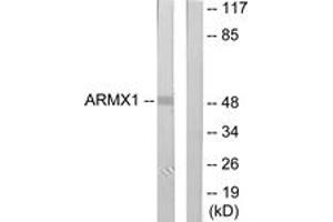 Western Blotting (WB) image for anti-Armadillo Repeat Containing, X-Linked 1 (ARMCX1) (AA 1-50) antibody (ABIN2889785)