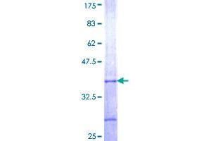 ARR3 Protein (AA 178-259) (GST tag)