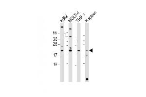 All lanes : Anti-AIF1 Antibody (N-term) at 1:2000 dilution Lane 1: K562 whole cell lysate Lane 2: MOLT-4 whole cell lysate Lane 3: THP-1 whole cell lysate Lane 4: human spleen lysate Lysates/proteins at 20 μg per lane. (Iba1 antibody  (N-Term))