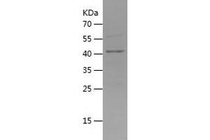 Western Blotting (WB) image for NACHT and WD Repeat Domain Containing 1 (NWD1) (AA 1-180) protein (His-IF2DI Tag) (ABIN7124099) (NWD1 Protein (AA 1-180) (His-IF2DI Tag))