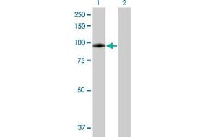 Western Blot analysis of PLG expression in transfected 293T cell line by PLG MaxPab polyclonal antibody. (PLG antibody  (AA 1-810))