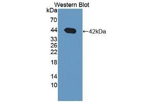 Detection of recombinant BDH1 using Polyclonal Antibody to 3-Hydroxybutyrate Dehydrogenase 1 (BDH1) (BDH1 antibody  (AA 1-343))