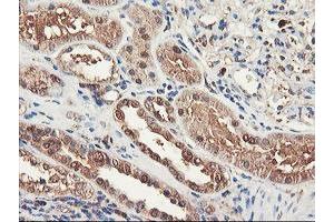 Immunohistochemical staining of paraffin-embedded Human Kidney tissue using anti-RNPEP mouse monoclonal antibody. (RNPEP antibody)