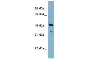 PEX26 antibody used at 1 ug/ml to detect target protein. (PEX26 antibody  (N-Term))