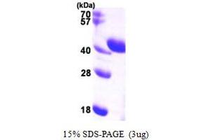 SDS-PAGE (SDS) image for Aldolase C, Fructose-Bisphosphate (ALDOC) (AA 1-364) protein (His tag) (ABIN667397) (ALDOC Protein (AA 1-364) (His tag))