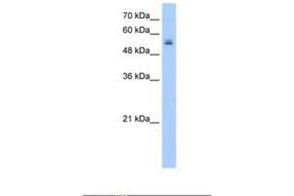 UGT3A2 antibody  (AA 51-100)