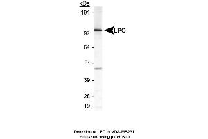 Image no. 1 for anti-Lactoperoxidase (LPO) (AA 650-712), (C-Term) antibody (ABIN363628) (LPO antibody  (C-Term))