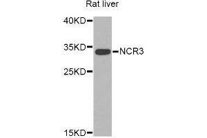Western blot analysis of extracts of rat liver, using NCR3 Antibody (ABIN5974302) at 1/1000 dilution. (NCR3 antibody)