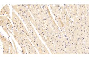 Detection of LAMb2 in Mouse Heart Tissue using Polyclonal Antibody to Laminin Beta 2 (LAMb2) (LAMB2 antibody  (AA 1176-1309))