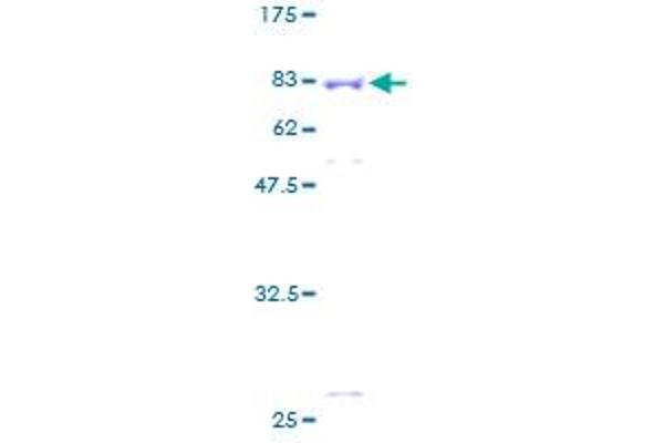 APBB3 Protein (AA 1-486) (GST tag)