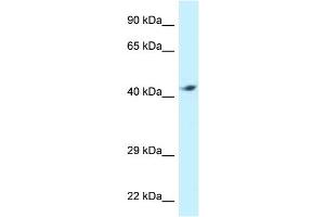 WB Suggested Anti-ATP6V1C2 Antibody Titration: 1.