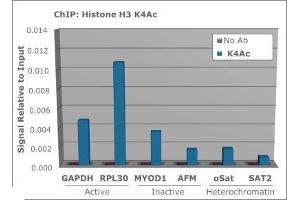 Chromatin Immunoprecipitation of Rabbit Anti-Histone H3 [ac Lys4] Antibody. (Histone 3 antibody  (H3K4ac))