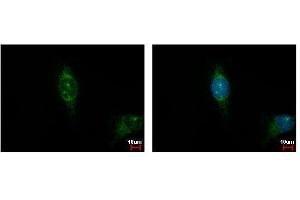 ICC/IF Image Casein Kinase 1 alpha 1L antibody detects CSNK1A1L protein at cytoplasm by immunofluorescent analysis.