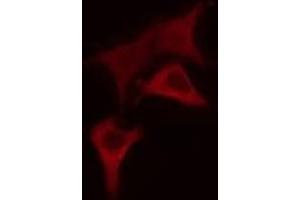 ABIN6275257 staining 293 cells by IF/ICC. (MINPP1 antibody  (Internal Region))